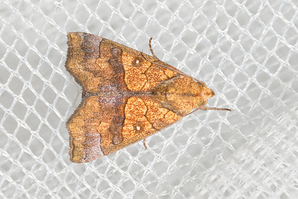 Anomis lyona -9751