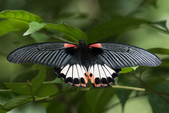 Papilio agenor agenor-0414 - 16/11/23