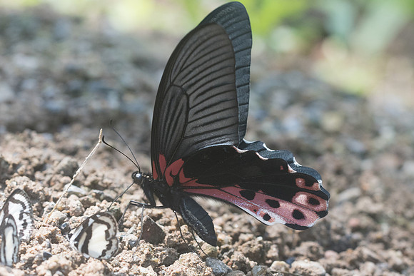 Papilio alcmenor-1341 - Chiang Dao - 16/11/23