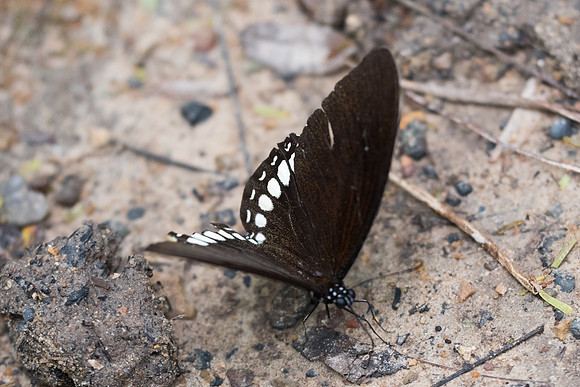 Papilio castor mahadeva-4925 - Phanom Bencha Mountain Resort - 23/11/23