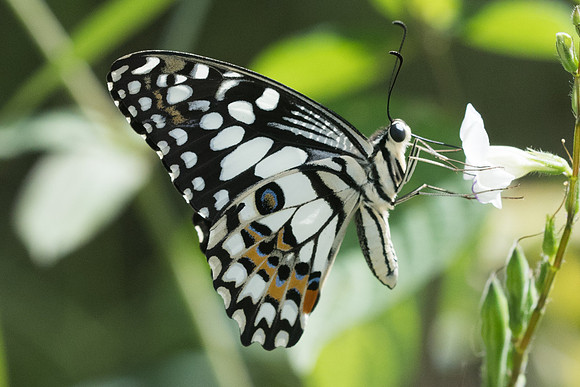 Papilio demoleus-2521 -Chiang Rai - 18/11/23