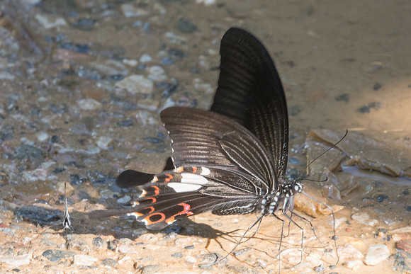 Papilio helenus-0247 - Chiang Dao - 16/11/23