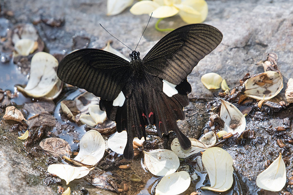 papilio helenus-0675 - Doi-Suthep - 13/11/23