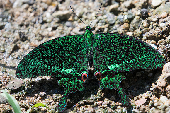 Papilio paris-2158 - Chiang Dao - 15/11/23