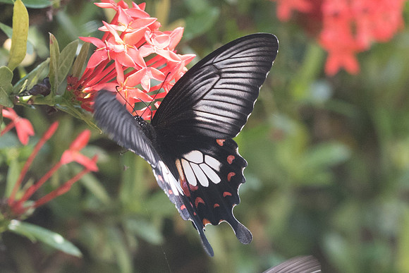 Papilio polytes romulus-3581 - Chiang Rai - 20/11/23