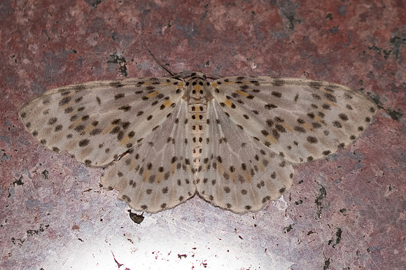 Metapercnia ductaria-3578 - Chiang Rai - 17/11/23