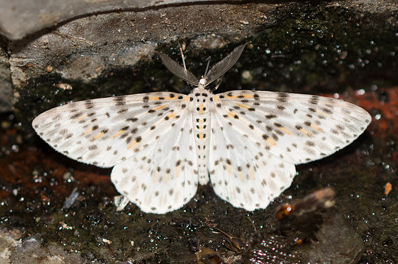 Metapercnia ductaria-3779 - Chiang Rai - 20/11/23