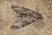 Psilogramma increta-9206