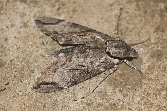 Psilogramma increta-9206
