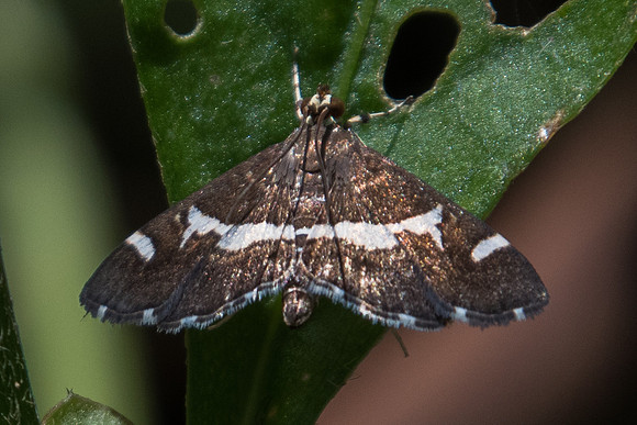 Spoladea recurvalis-0956 - Chiang Dao - 16/11/23