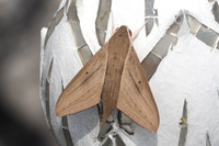 Theretra lucasii-2406