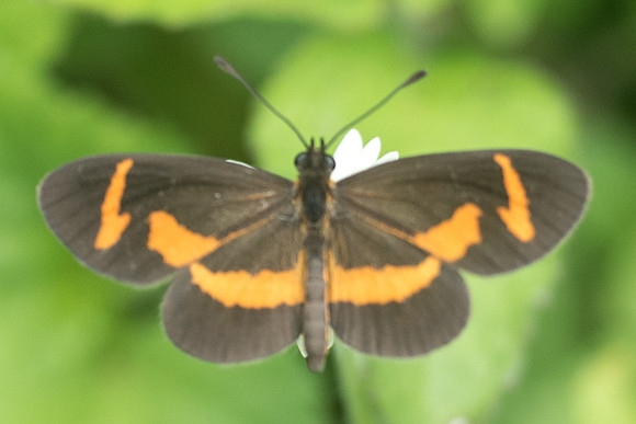 Microtia elva-1402