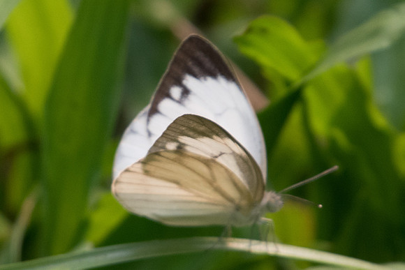 Cepora nerissa dapha -2764 - Chiang Dao  - 11/03/23