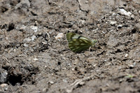 Pontia callidice-9826 - Col de l’Izoard -27/06/25
