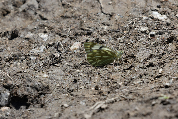 Pontia callidice-9826 - Col de l’Izoard -27/06/25