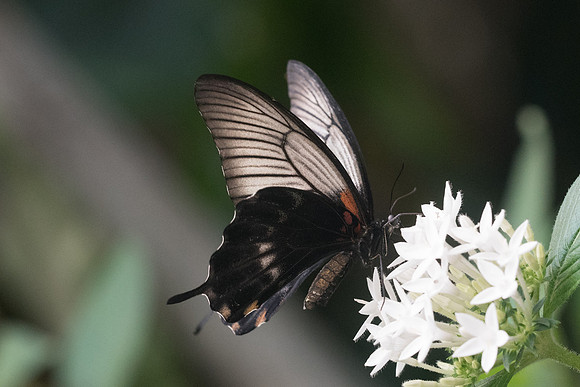 Papilio mennon