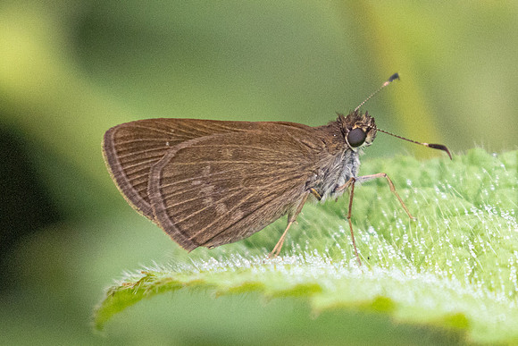 Cymaenes tripunctus-2475 - Barichara - 9/06/24