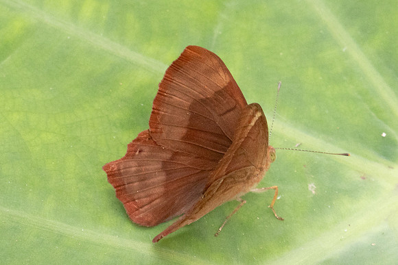 Abisara bifasciata angulata-5933  - Doi-Suthep - 26/03/24