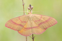 Rhodostrophia calabra- 8050 - Col des seignors - 2/06/25