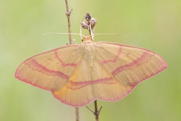 Rhodostrophia calabra- 8050 - Col des seignors - 2/06/25