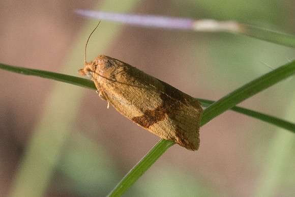 Clepsis consimilana