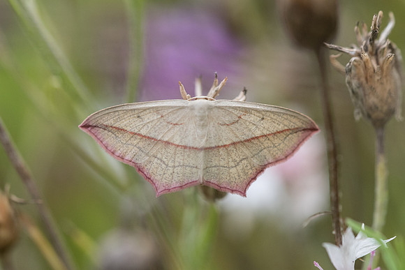 Timandra comae