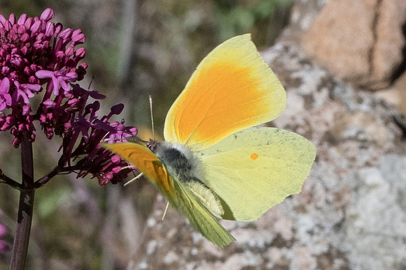 Gonepteryx cleopatra-9819 -Belgentier - 13/04/21
