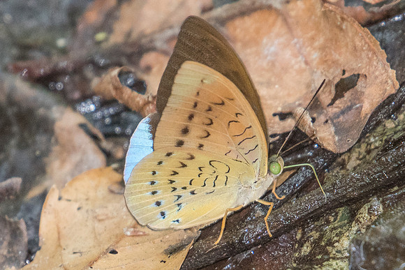 Tanaecia julii xiphiones-2093 Koh Samui - 19/03/23