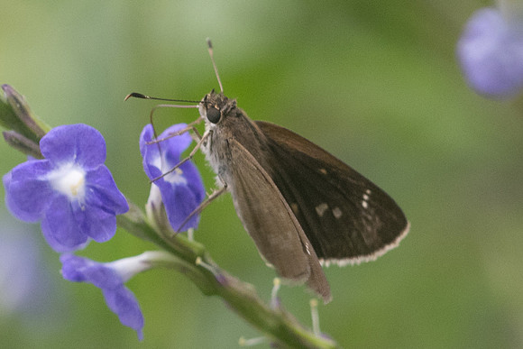 Lerema sp id--7779