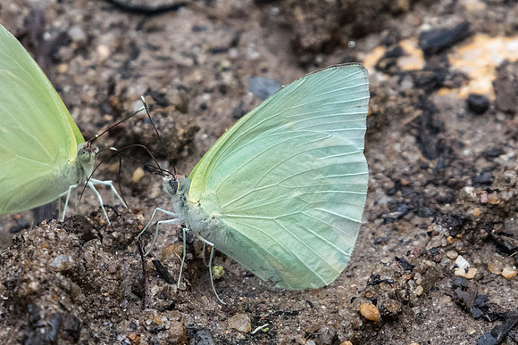 Aphrissa statira-8312 - Rio de janeiro - 7/10/21