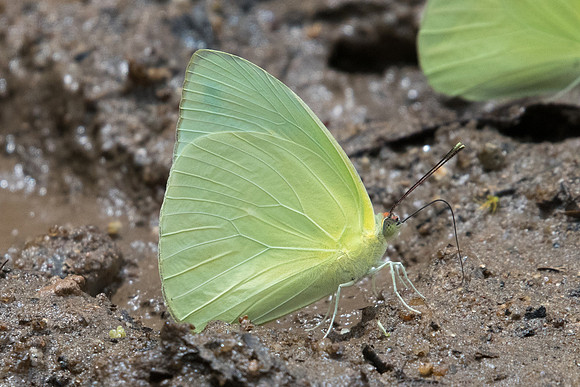 Aphrissa statira-8118 - Rio de janeiro - 7/10/21
