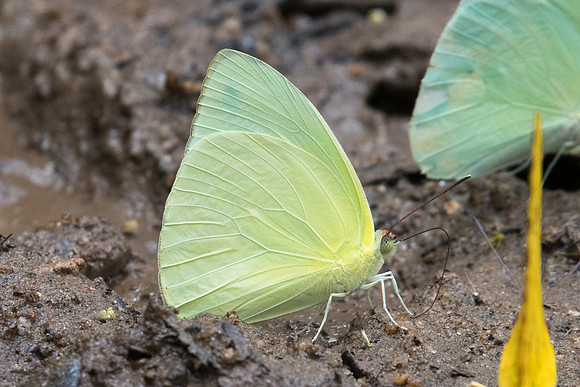 Aphrissa statira-8136 - Rio de janeiro - 7/10/21