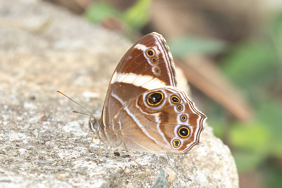 Lethe confusa-3160- Mae Kampong - 22/03/25