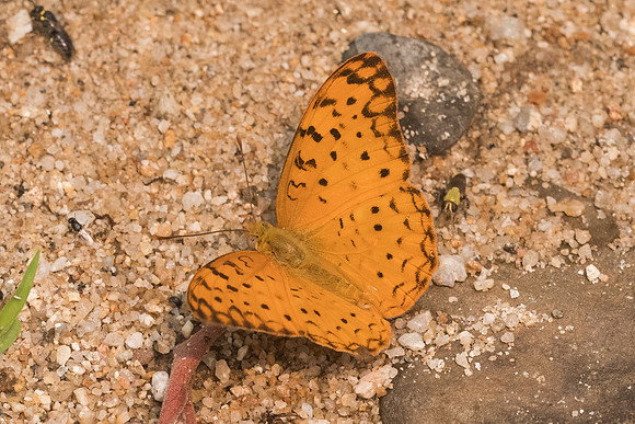 Phalanta phalantha phalantha-3780 - Chiang dao - 12/03/23