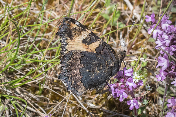 Aglais urticae (Petite Tortue) - Fontainebleau - 1/06/19