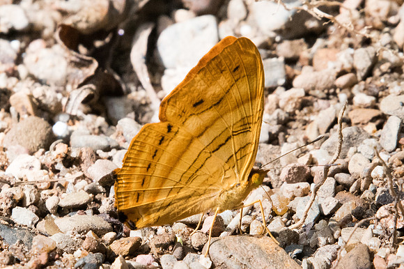 Chersonesia intermedia-2357 - Chiang dao - 15/11/23