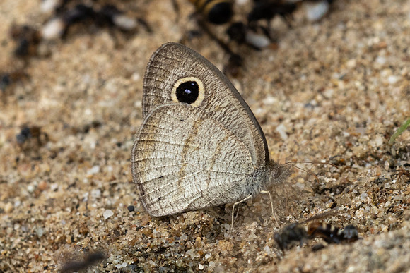Ypthima akbar-2187 - Chiang Dao - 18/03/24