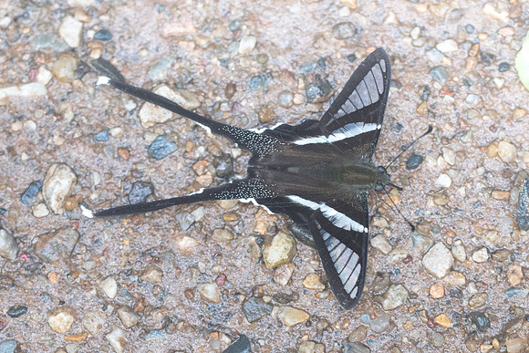 Lamproptera curius-8843 - Chiang Dao - 14/11/23