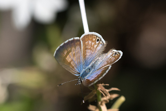 Leptotes marina ♀