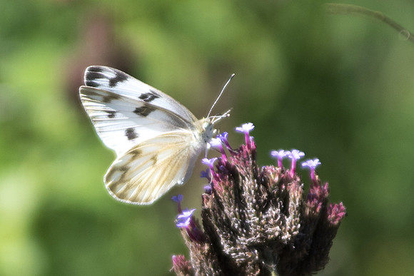 Pontia protodice