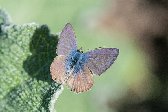 Leptotes marina ♂