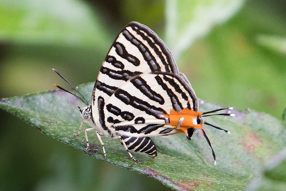 Spindasis syama terana-2328 - Koh Samui - 19/03/23