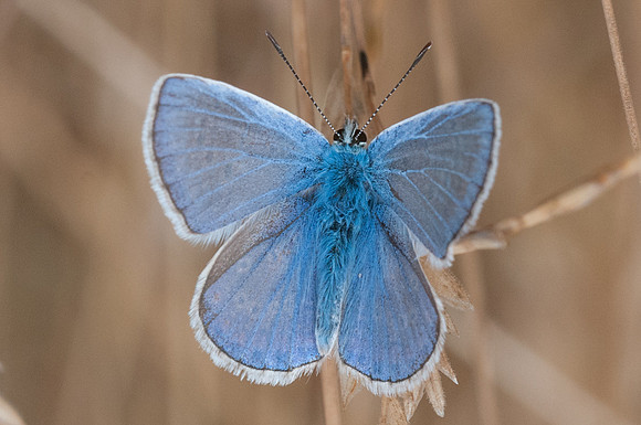 Polyommatus icarus - Fontibre