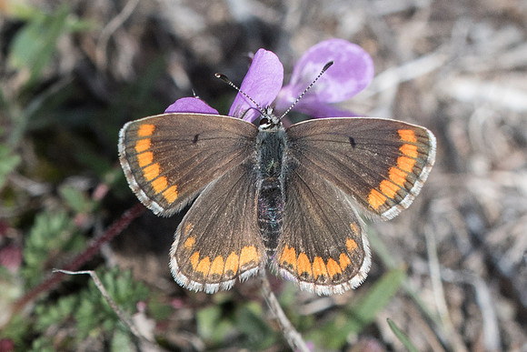 Aricia cramera-7981 - 9/03/22