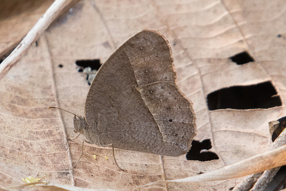 Mycalesis sp id--0496 - Doi-Suthep 7/03/23