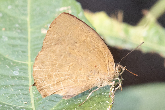 Arhopala oenea id --6349 - Doi-Suthep - 27/03/24