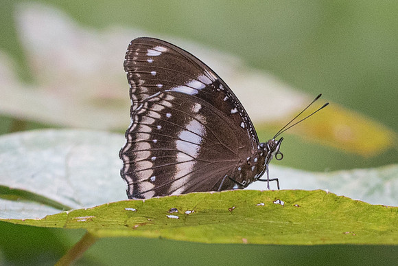 Hypolimnas bolina jacintha-4585 - Phanom Bencha Mountain Resort - 23/11/23
