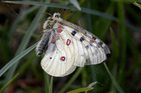 Parnassius corybas-2146