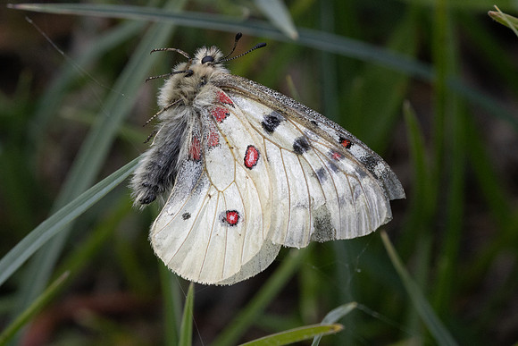 Parnassius corybas-2146