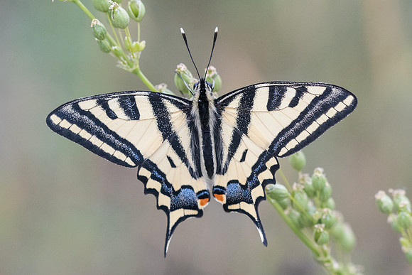Papilio alexanor